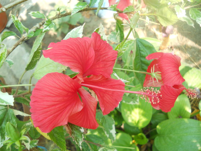 DSCN8421 - A46   HIBISCUS