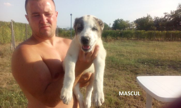 IMG_20150816_174756 - De vanzare puiuti -Ciobanesc de Asia Centrala 2015