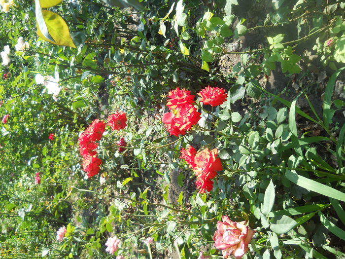 DSCN8467 - A42 TRANDAFIRI 2015