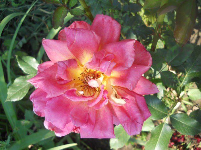 DSCN8481 - A42 TRANDAFIRI 2015
