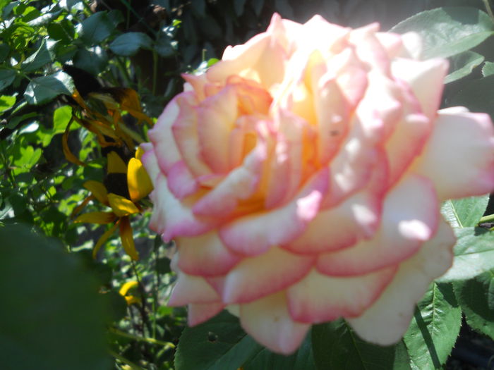 DSCN8484 - A42 TRANDAFIRI 2015