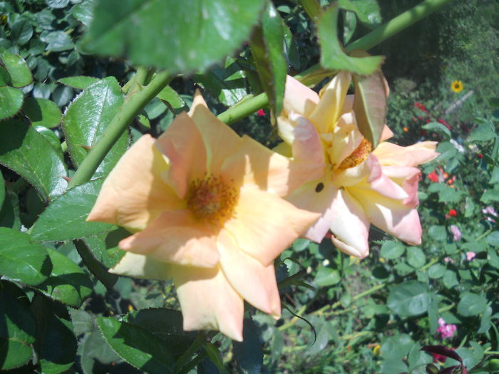 DSCN8488 - A42 TRANDAFIRI 2015