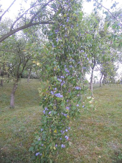 11831801_1087211697975371_4188667861564590086_n - Fructe din gradina mea