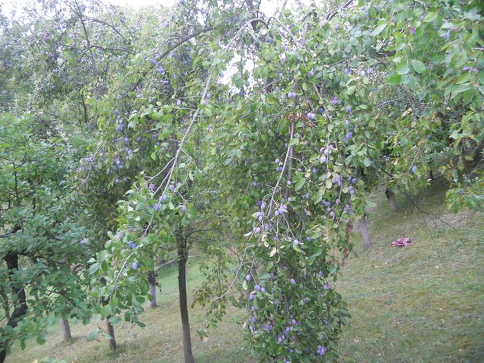 11866318_1087211731308701_3484447248334362283_n