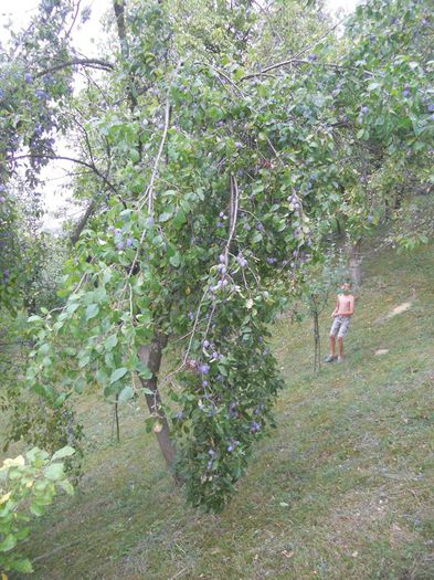 11880425_1087211741308700_268631734253503404_n - Fructe din gradina mea