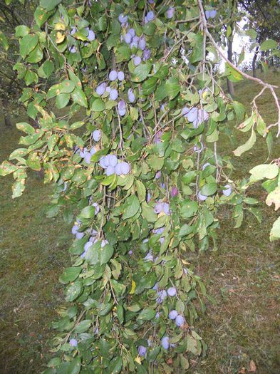 11880663_1087211744642033_8852960094091686617_n