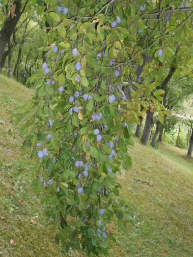 11891257_1087211637975377_7889221839225049557_n