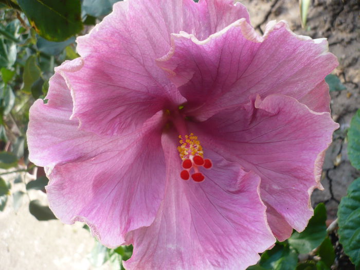 P1230614 - HIBISCUSI 2015-2