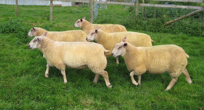 charollaos sheep - Oi Charollaos