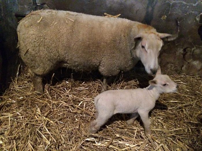 charollaos lambing sheep 01