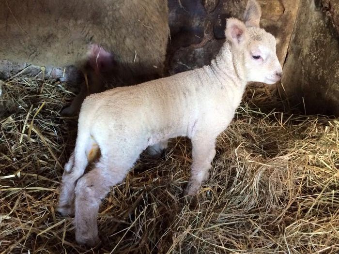 charollaos lambing sheep 05