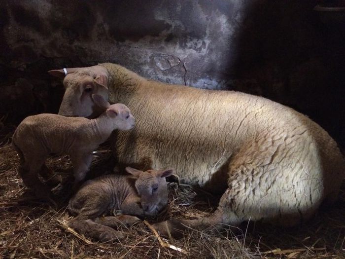 charollaos lambing sheep 08