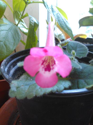 IMG_20150817_105655 - I sinningi