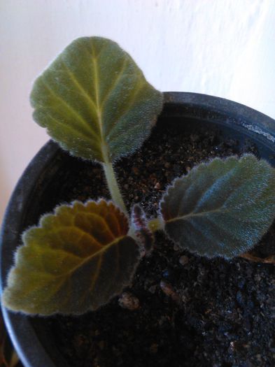 IMG_20150812_145956 - I sinningi