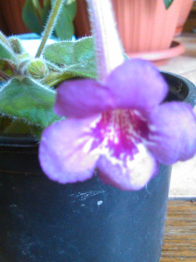 IMG_20150812_150641 - I sinningi