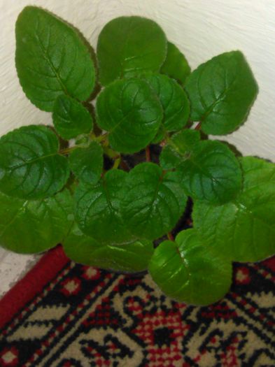 IMG_20150812_150755 - I sinningi