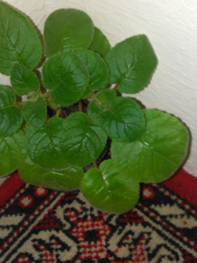 IMG_20150812_150804 - I sinningi