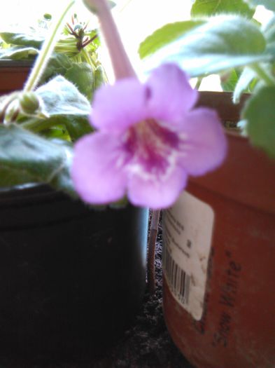 IMG_20150813_154845 - I sinningi