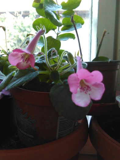 IMG_20150813_154945 - I sinningi