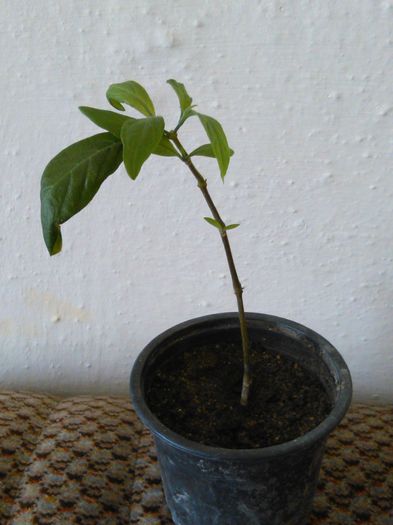 Pachystachys