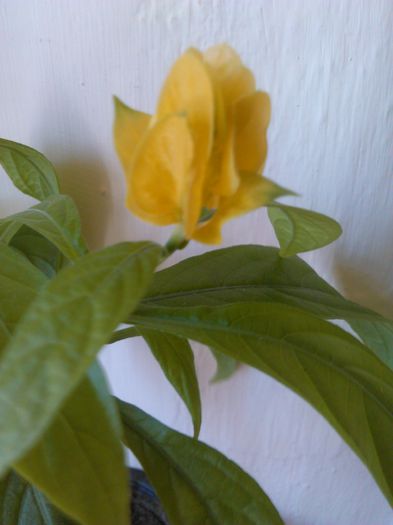 Pachystachys