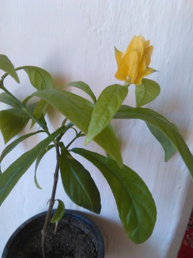 Pachystachys