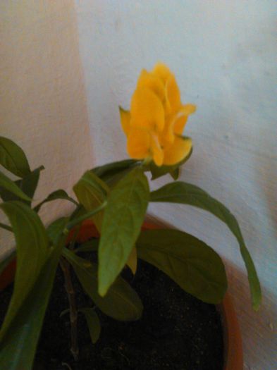 Pachystachys