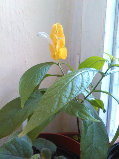 Pachystachys 17.08.2015