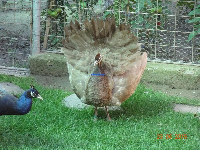 DSC01770