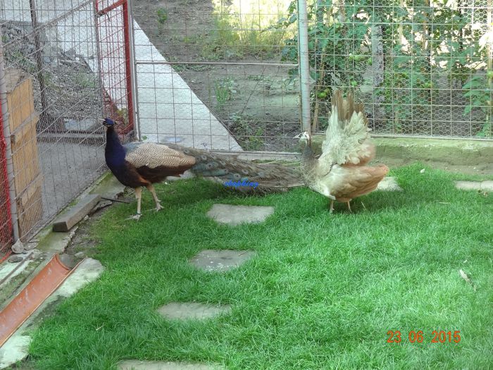DSC01779