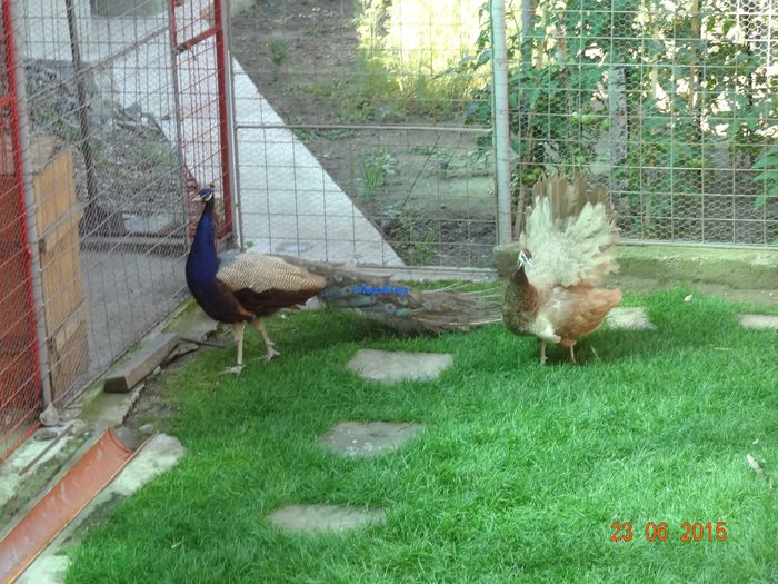 DSC01780