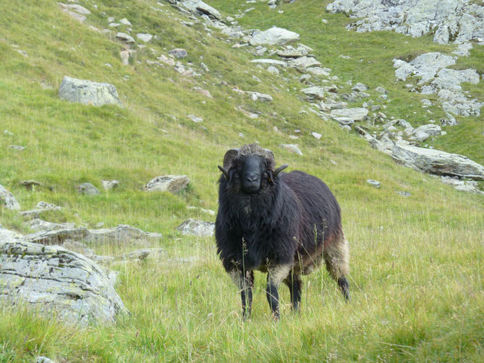 Berbec Tiroler Steinschaf la pasune - Rase de oi si capre -Poze deosebite-8