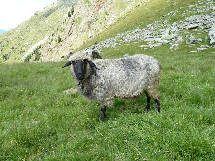 Oaie Tiroler Steinschaf la pascut - Rase de oi si capre -Poze deosebite-8