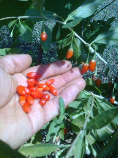 Fructe goji - 0 0 Arbusti fructiferi 2017-2018
