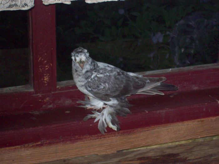 101_0245; pui din pestriți
