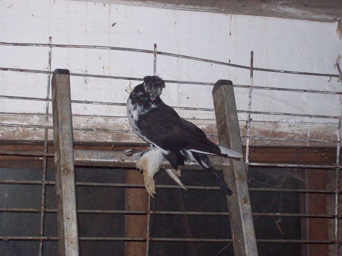 101_0264; pui din pestriți
