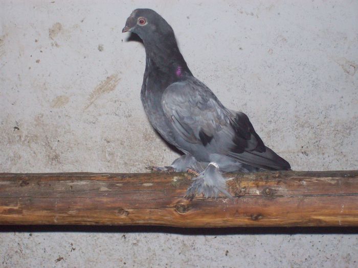 101_0305; albastru linia Budeanu
