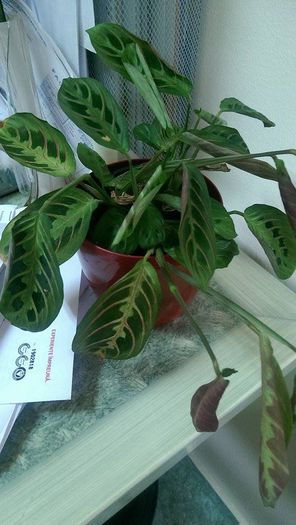 11896956_913327608739107_1644557949_n