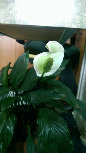 11873899_913327678739100_1632905339_n