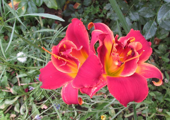 hemerocallis Highland Lord