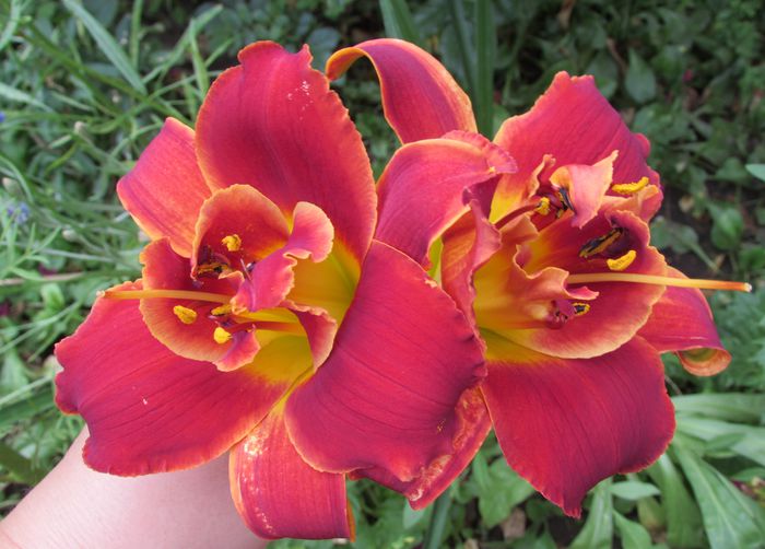 hemerocallis Highland Lord
