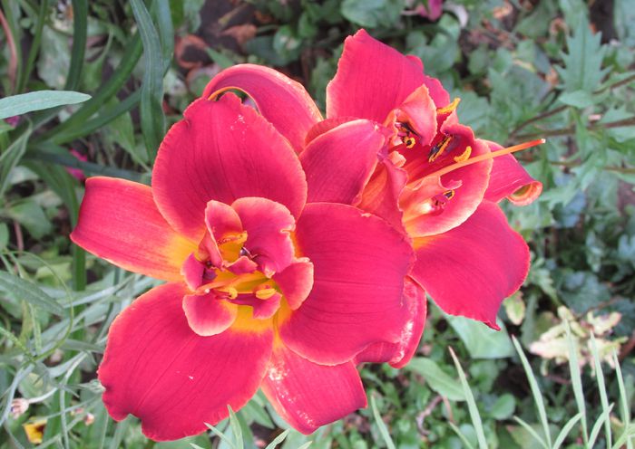 hemerocallis Highland Lord