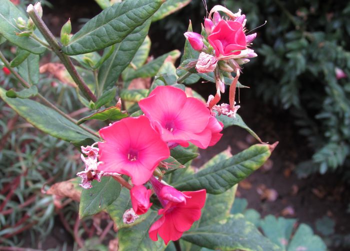 phlox orange