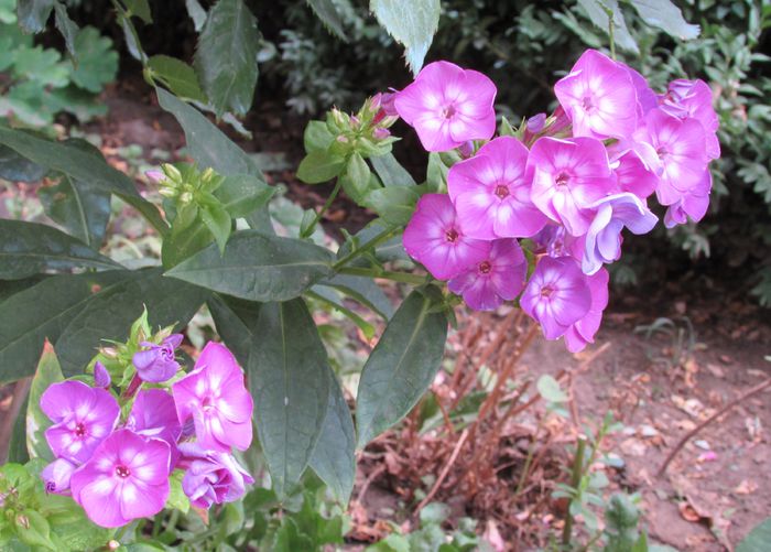 phlox laura