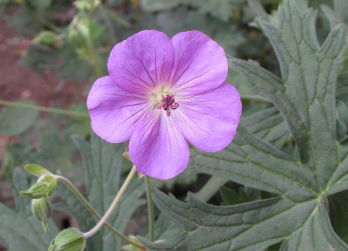 geranium rozanne
