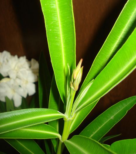 pt Fanita (3)