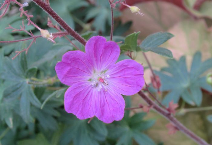 geranium sanguineum Rosa