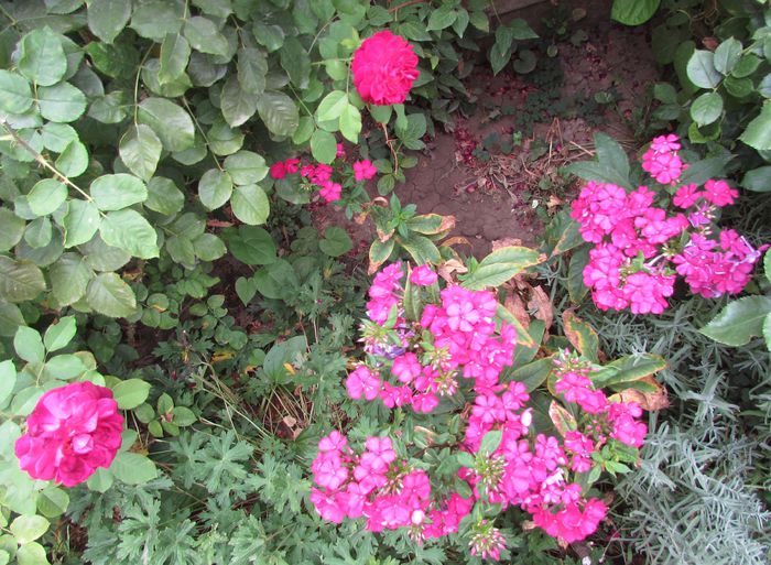 Munstead Wood, phlox starfire