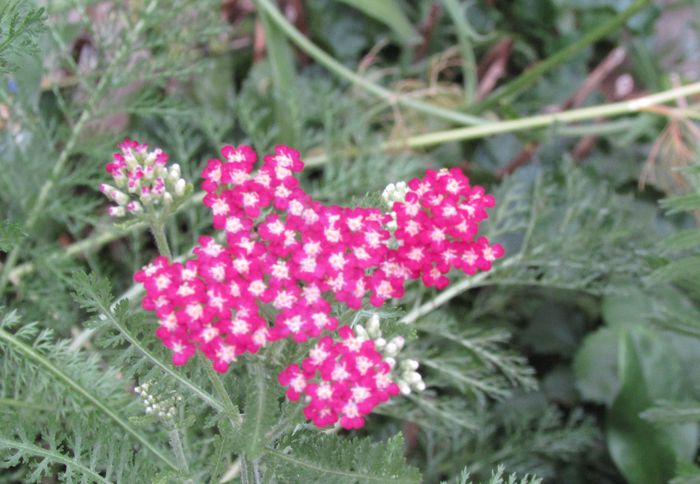 14 aug, achillea paprika