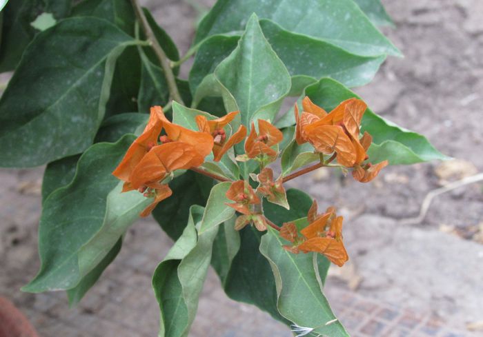bugainvillea, singura care a ramas..
